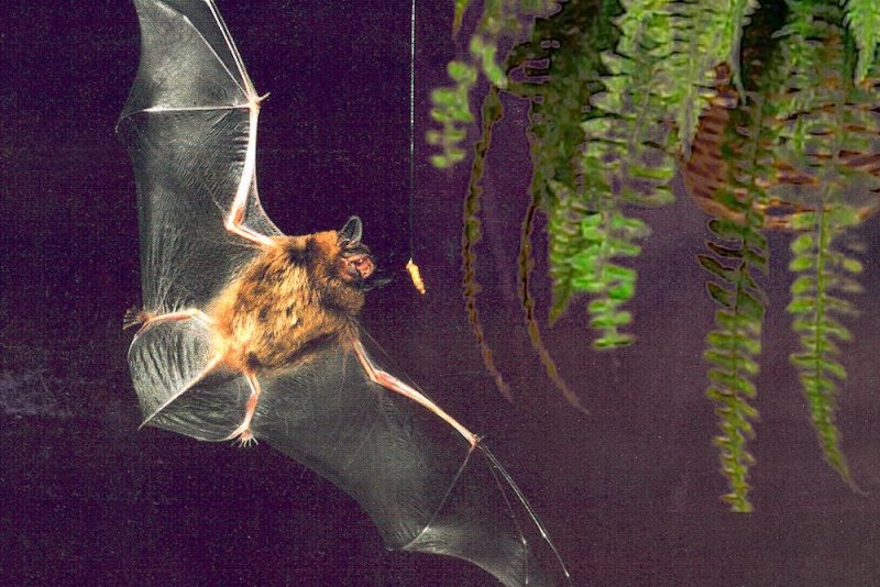 Bats out of Bat Mirror 