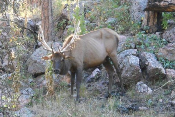 A bull elk with chronic wasting disease at Wind Cave National Park. The emaciated appearance and drooping ears are characteristic of latter stages of infection. Photo courtesy of National Park System