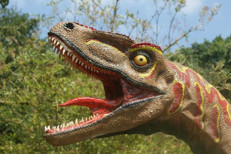 Many illustrations show dinosaurs with flailing tongues, but new research suggests the tongues of most dinosaurs were immobile, fixed to the bottom of their mouths. Photo by Spencer Wright/UT