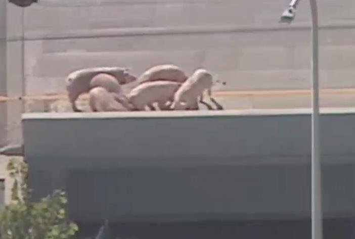 A truck carrying 150 pigs overturned on a Kentucky interstate, sending several animals running loose on the highway.  Screenshot: WAVE
