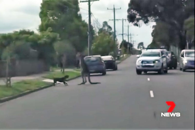 A dog and kangaroo block traffic with a mid-road showdown. Screenshot: 7 News Melbourne/Facebook