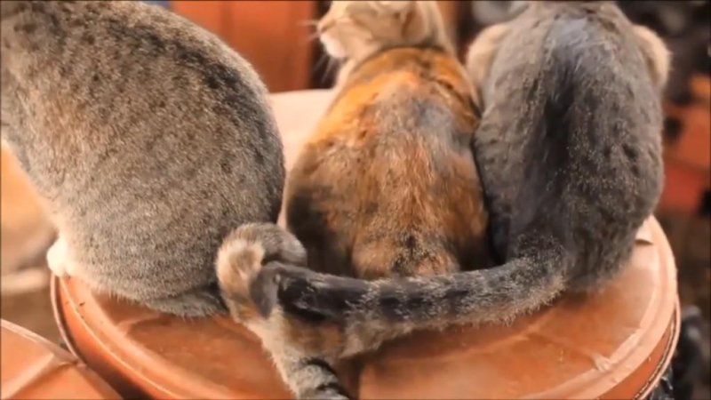 Three of the 370 cats at the Lanai Cat Sanctuary relax in the open air. Storyful video screenshot