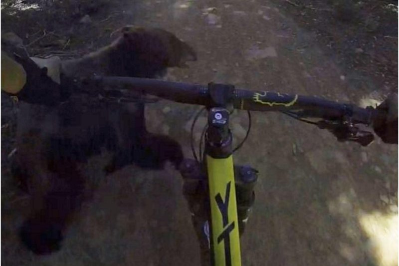 A cyclist collides with a bear on a Sierra Nevada trail in California. Screenshot: CBS Sacramento