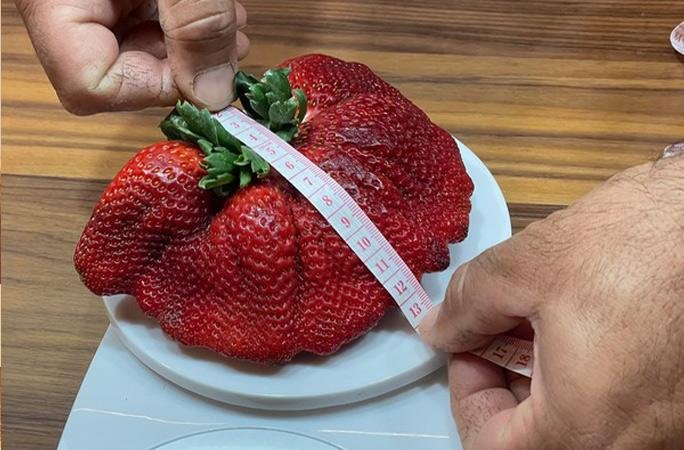 10.19-ounce strawberry grown in Israel breaks Guinness World Record