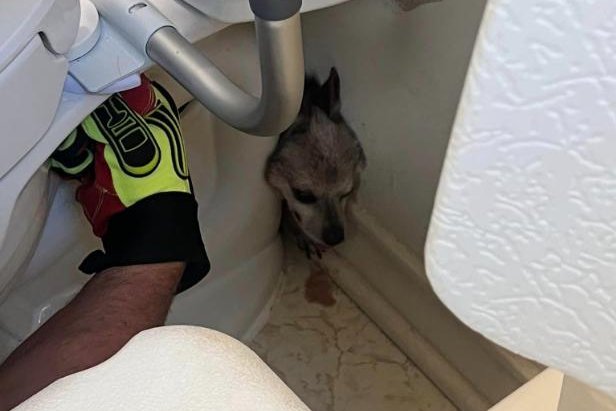 Tippy the dog was trapped behind his owner's toilet. Photo courtesy of The Woodlands Fire Department