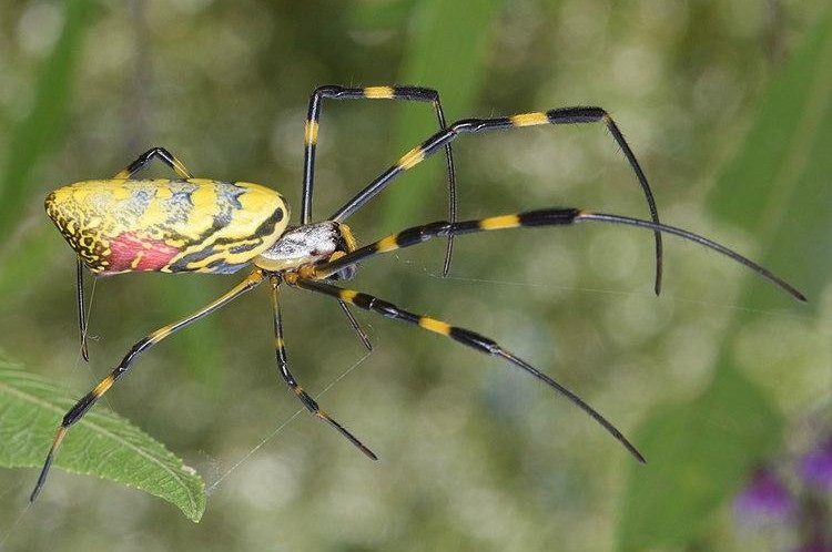 'Zillions' of large Joro spiders could invade U.S. East Coast, experts say