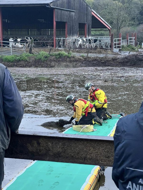 Firefighters in Shropshire, England, came to the rescue of a calf that fell into a slurry pit. Photo courtesy of Amber Watch Wellington/Facebook