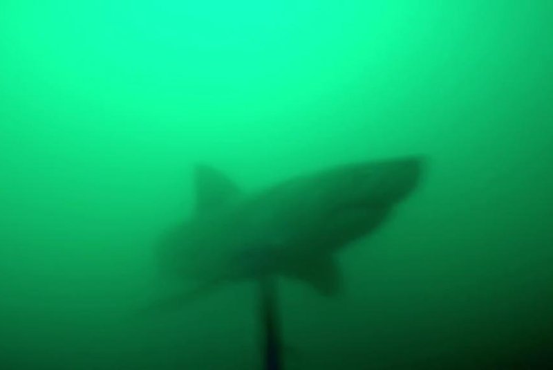 Spear fisherman records tense encounter with great white shark