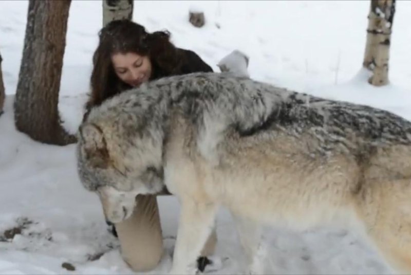 Kekoa the wolf and Danielle the human. JukinMedia video screenshot
