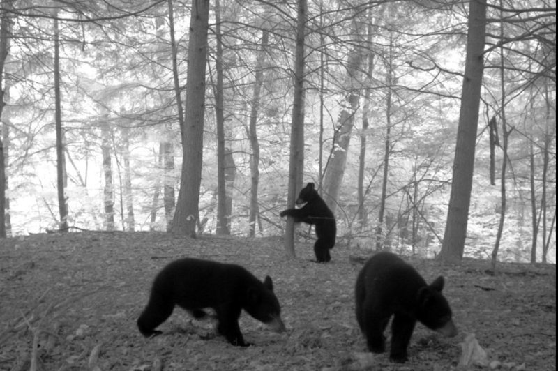 A trail camera documented a trio of bear cubs exploring a research site near Almond, New York. Photo by Cornell University