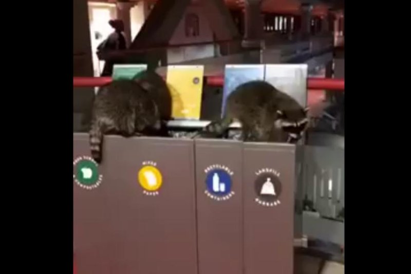 A trio of raccoons enjoys some garbage and recycling inside a British Columbia university building. Screenshot: SFU Confessions/Facebook