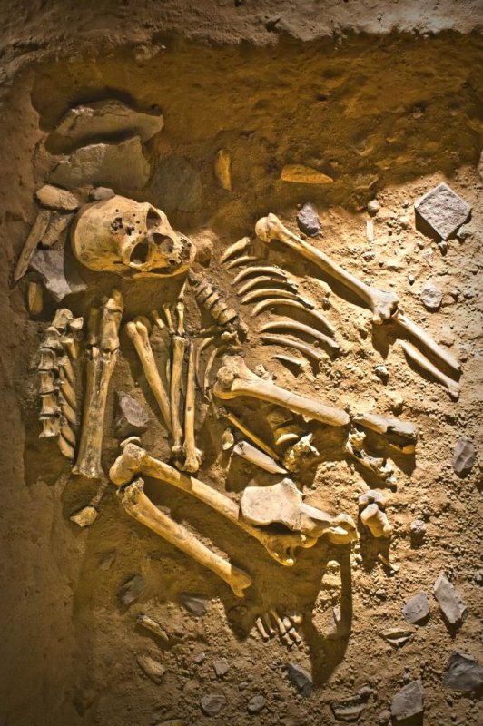 Study: Homo genus origins not dictated by body size increase