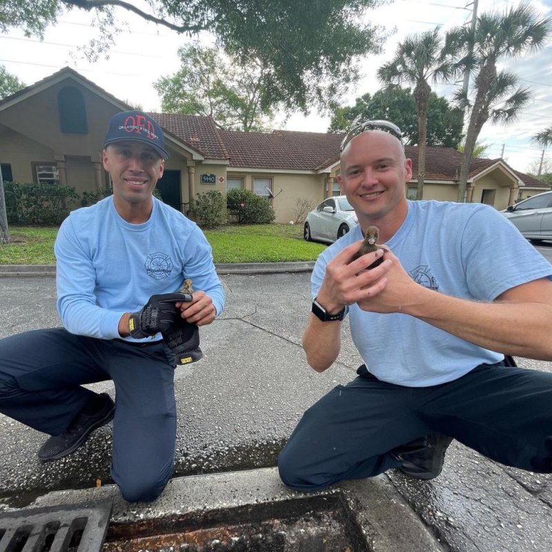 Firefighters in Orlando, Fla., came to the rescue of a family of ducklings that fell through a metal grate into a storm drain. Photo courtesy of the Orlando Fire Department/Twitter