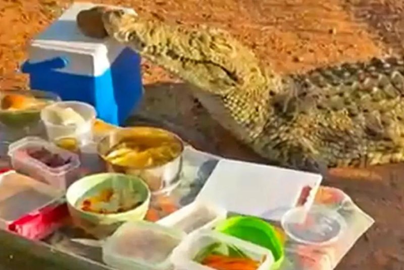 A crocodile joins a picnic on safari in the Rietspruit Game Reserve in South Africa. Photo courtesy of LatestSightings.com
