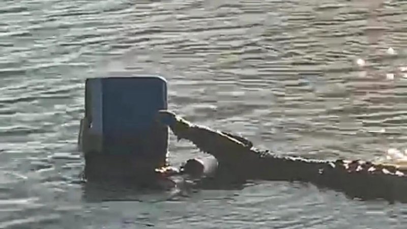 Watch: Crocodile joins picnic, steals cooler box - UPI.com