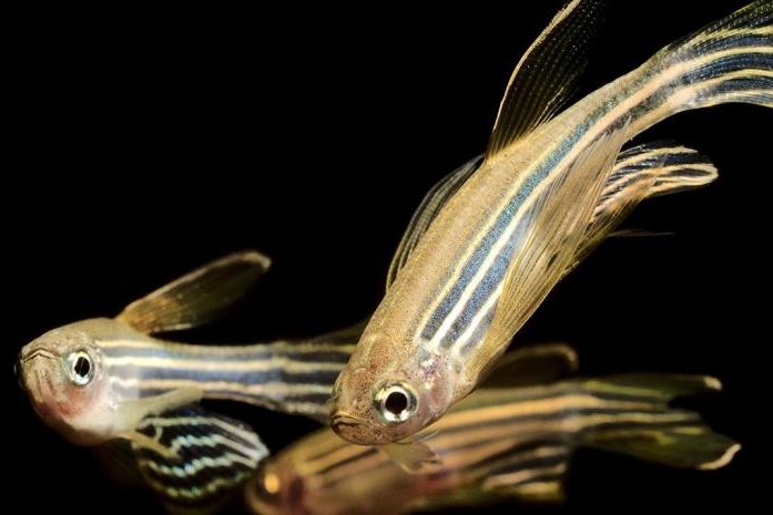 Zebrafish rely on their balance system to drive the development of body-limb coordination. Photo by Dan Olsen/NYU School of Medicine<br>