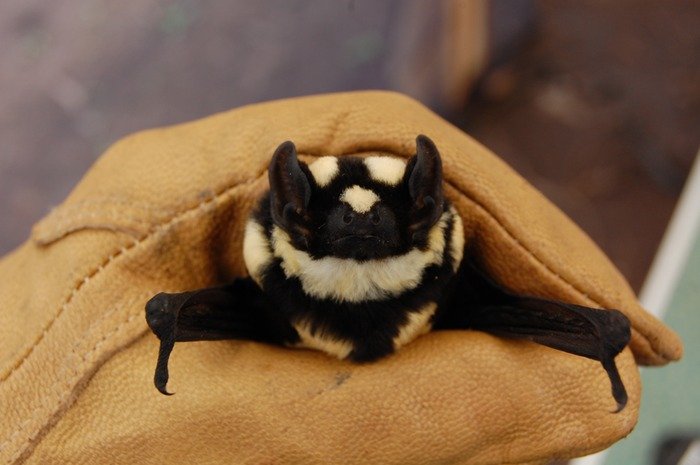 New bat with distinctive 'badger-like' markings found in S. Sudan 
