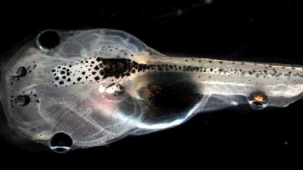 Mutant tadpoles sprout eyeballs on their tails