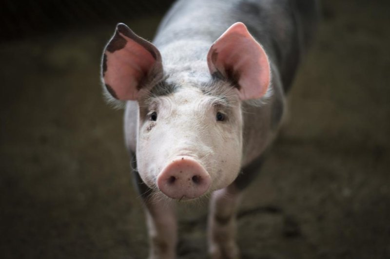 Customers at the Easington Colliery Club in County Durham, England, received a surprise when an escaped pig wandered into the business. Photo by&nbsp;yairventuraf/Pixabay.com