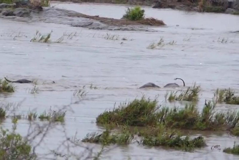 Elephants trying to cross a flooded river in South Africa get carried away by current. Screenshot: Storyful