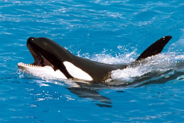New research proves orcas can mimic human sounds and words. Photo by dewiki/Wikimedia
