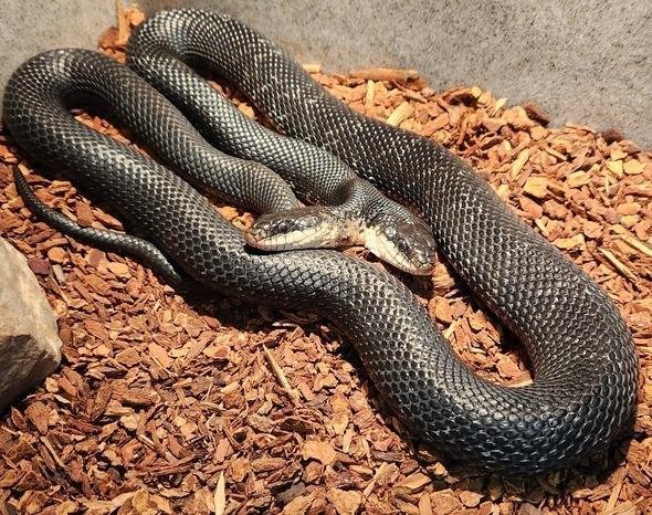 The Missouri Department of Conservation announced it will hold a party Saturday to celebrate the sixth birthday of a two-headed snake named Tiger-Lily. Photo courtesy of the Missouri Department of Conservation