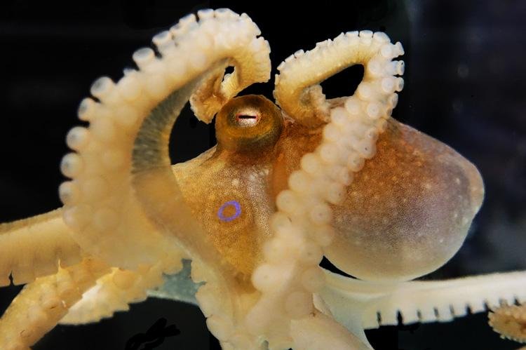 Scientists decode octopus genome, reveal cephalopod secrets