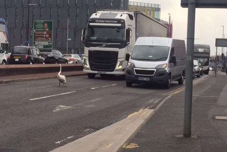 The Manchester Swan does not care whether or not you are in a hurry. Screenshot: Joe Daly/YouTube
