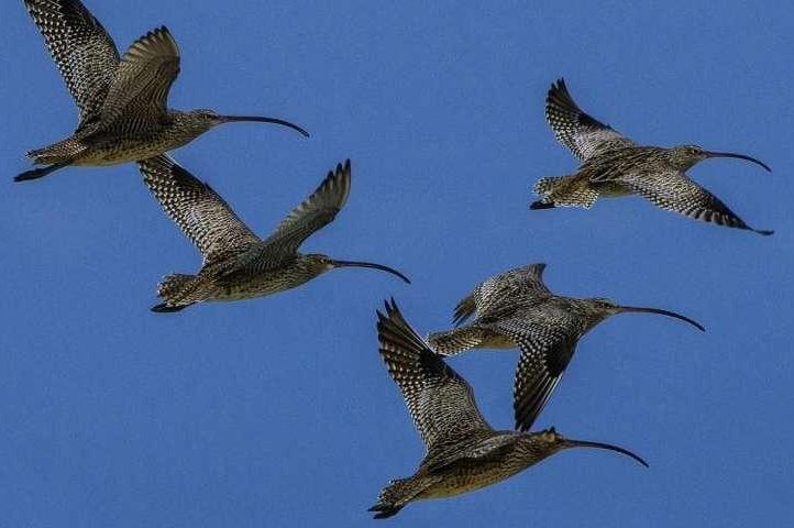 The far eastern curlew is one of many migratory bird species without adequate habitat protection along its route. Photo by Dirk Hovorka/CEED