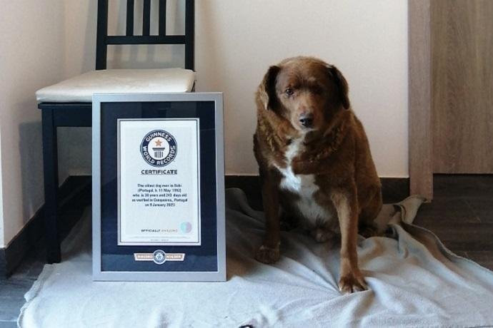 Bobi was the world's oldest dog at 31. File Photo courtesy of Guinness World Records
