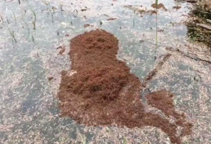 Floating fire ant colonies turn up in Houston flood waters