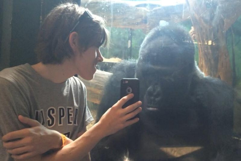 Louisville Zoo gorilla sits with man, looks at cellphone pictures