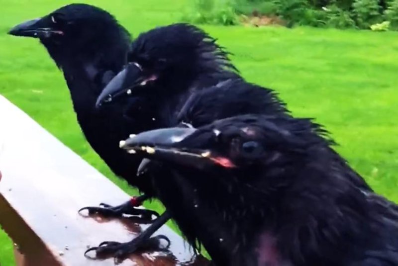These four orphaned crows were raised by a veterinarian and her family. Screenshot: Rumble