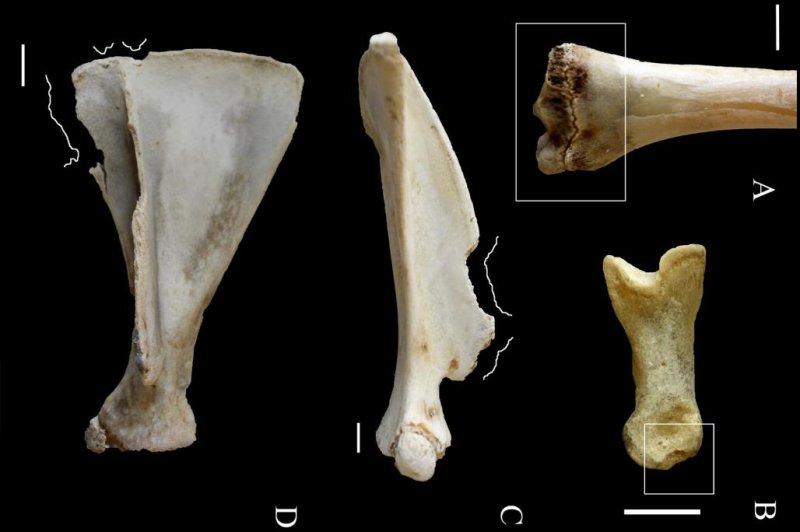 Volunteers chew bones to help identify marks of earliest human chefs -  