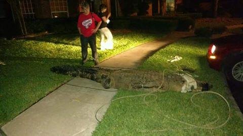 A 12-foot, 4-inch alligator was caught Tuesday night in Houston after it was seen chasing joggers. Photo by Texas Gator Control/Facebook
