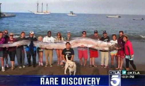 18-foot oarfish (KTLA 5)