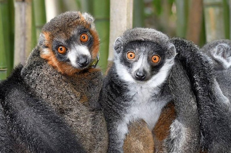 Lemur mates spend much of the day cuddling with one another, but researchers said chemicals that encourage pair-bonding work differently in the brains of primates than they do in rodents. Photo by David Haring/Duke University