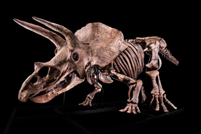 The largest triceratops skeleton ever found, known as "Big John," will be sold Thursday at auction house Hotel Drouot in Paris. It measures 26 feet long and is 60% complete. Photo courtesy of Hotel Drouot