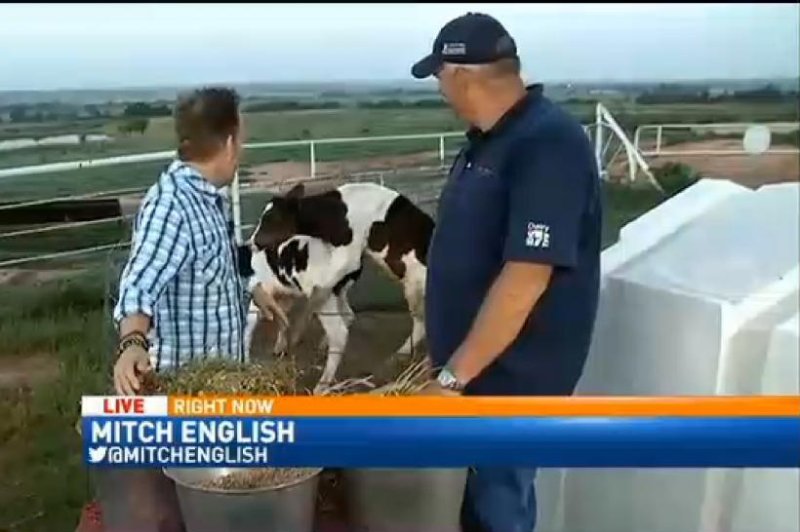 Cow puts the MOO-ves on comrade during live news broadcast