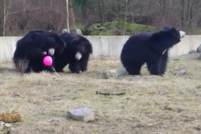 Sloth bears at the Beekse Bergen Safari Park play with a pink balloon. Screenshot: Storyful