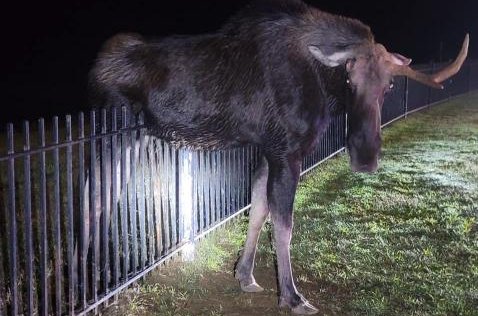 Connecticut State Environmental Police and the Barkhamsted Fire Department came to the rescue of a moose stuck on a fence. Photo courtesy of the Connecticut State Environmental Police/Facebook