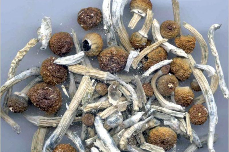 Use of psilocybin mushrooms could become decriminalized if Denver voters approve on Tuesday. Photo courtesy of Drug Enforcement Administration