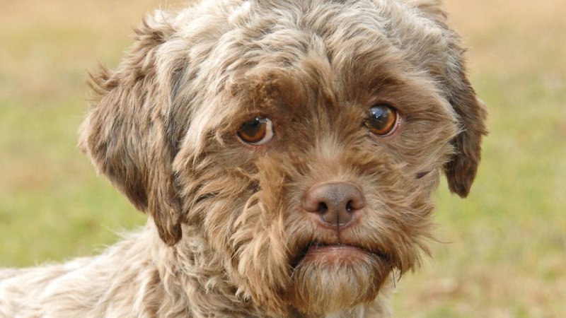 Dog with human face up for adoption