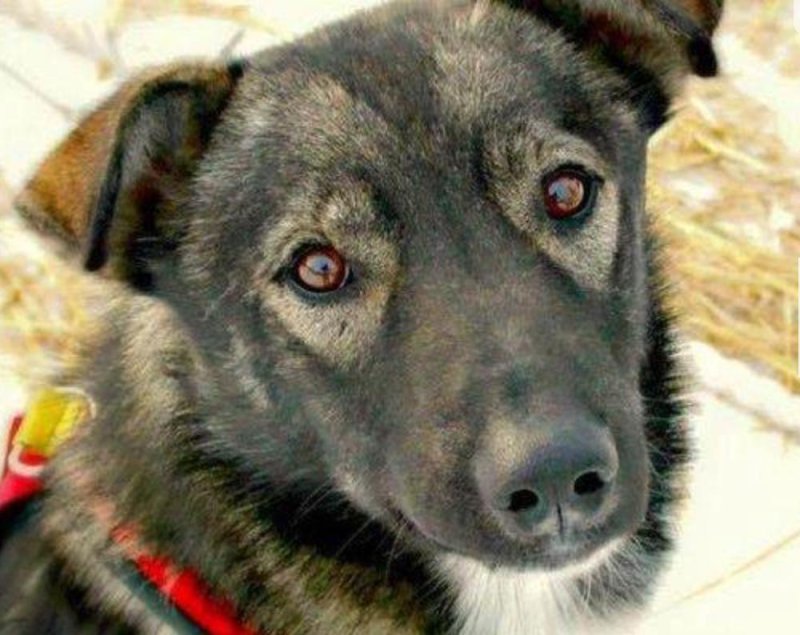 Man arrested in Iditarod sled dog death with snowmobile