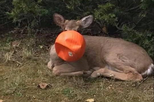 A deer received some help from neighbors in Ohio after wandering around for four days with an orange plastic pumpkin bucket stuck on its face. Photo by Anderson Township Family Pet Center/Facebook