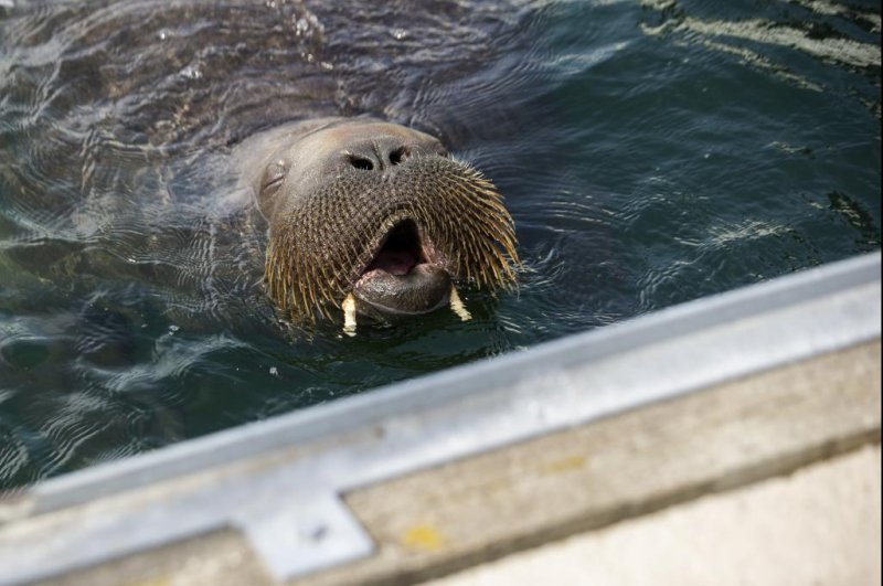 Freya the walrus is seen in Frognerkilen Bay in Norway on July 20. Officials say that humans are getting too close to the animal, creating a potential danger that may ultimately require that she be euthanized. Photo by Trond Reidar Teigen/EPA-EFE