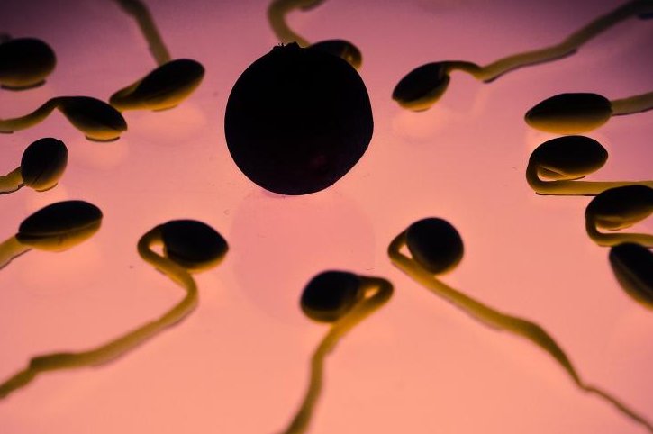 Researchers may have identified a gene involved in male infertility. Photo by Thomas Breher/Pixabay