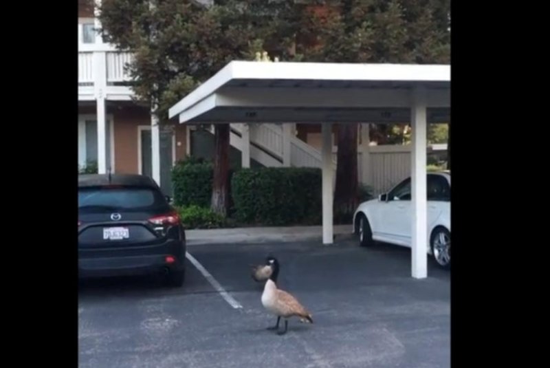 Goslings jump from the roof of a carport to reach their mother. Screenshot: Storyful