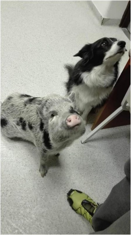 Dogs and pigs both turn to humans to engage. Photo by Eotvos Lorand University/Paula Perez