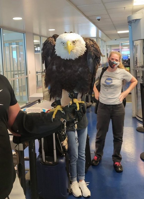 A 19-year-old bald eagle named Clark surprised fellow airline passengers at Charlotte Douglas International Airport in North Carolina. <a href="https://twitter.com/TSA_Southeast/status/1562831095397175296">Photo courtesy of TSA Southeast/Twitter</a>